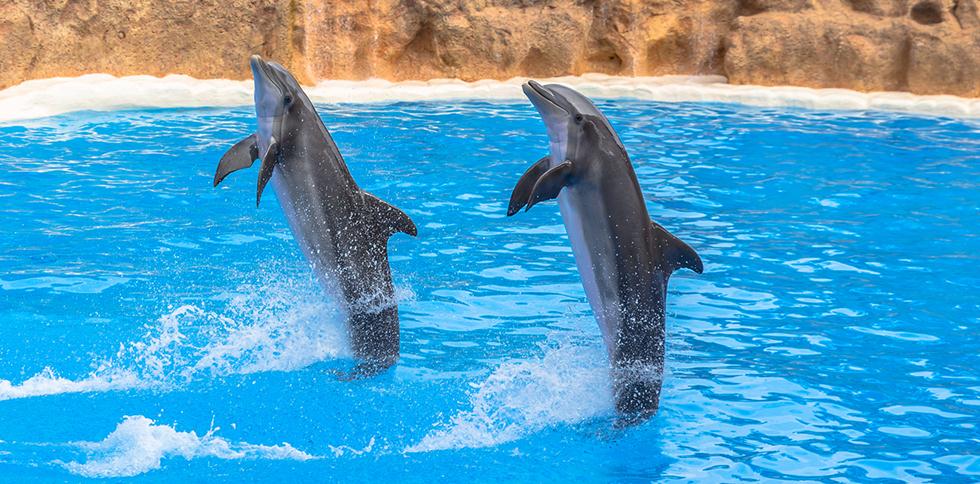 דולפינים קופצים (צילום: shutterstock)