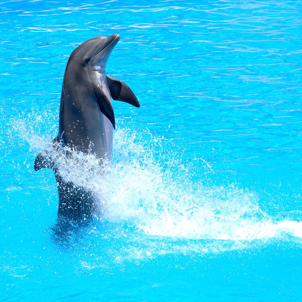 דולפינים קופצים (צילום: shutterstock)