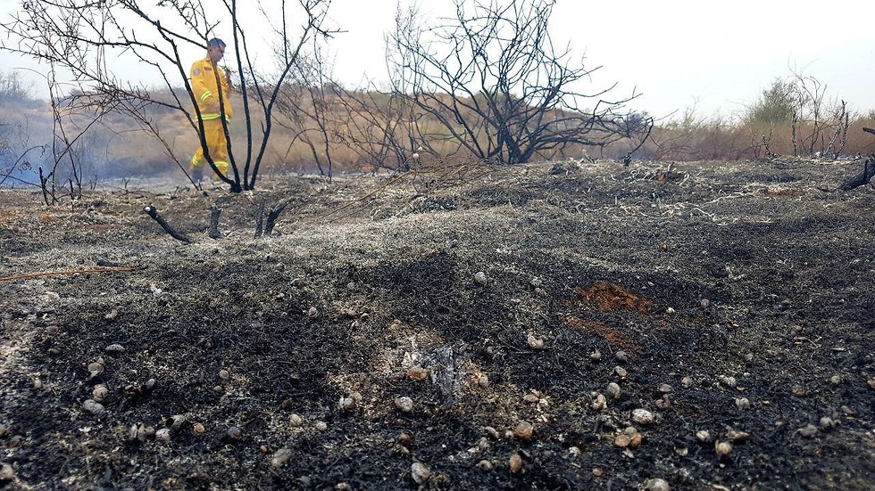 Выгоревший лес возле кибуца Гварам. Фото: Рои Идан