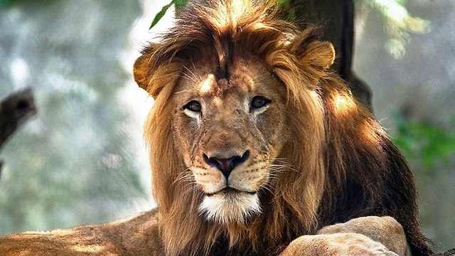 האריה נייאק. בן 10 במותו (צילום: רויטרס)