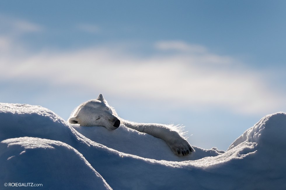 דוב קוטב מנמנמם בשלג (צילום: רועי גליץ)