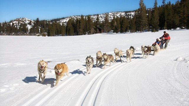 מזלחת עם כלבים ברקע שלג (צילום: באדיבות החברה הגיאוגרפית)