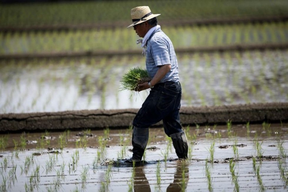 חקלאים שדות אורז יפן (צילום: AFP)