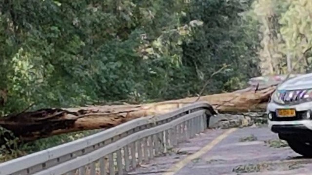 עץ קרס בכביש 977 (צילום: בעז בורנשטיין)