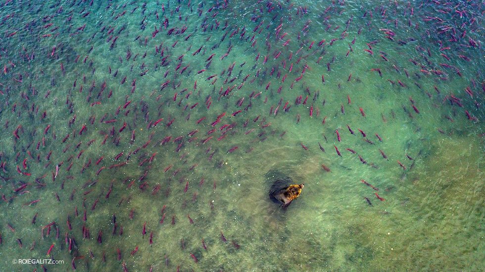 נבתנים בים בשפיצברגן  (צילום: רועי גליץ)