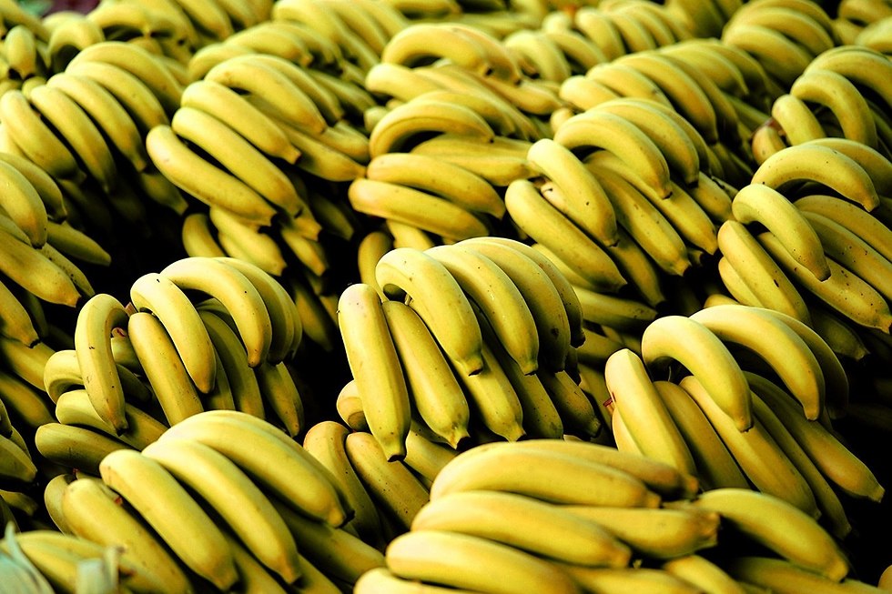 הבננה הגדולה והמוצלחת נכנעה למחלה עקב היעדר שונות גנטית בין הצמחים (צילום: shutterstock)
