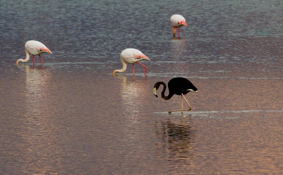 Черный фламинго  около Эйлата. Фото: Дорон Нисим (Управление заповедников и парков)