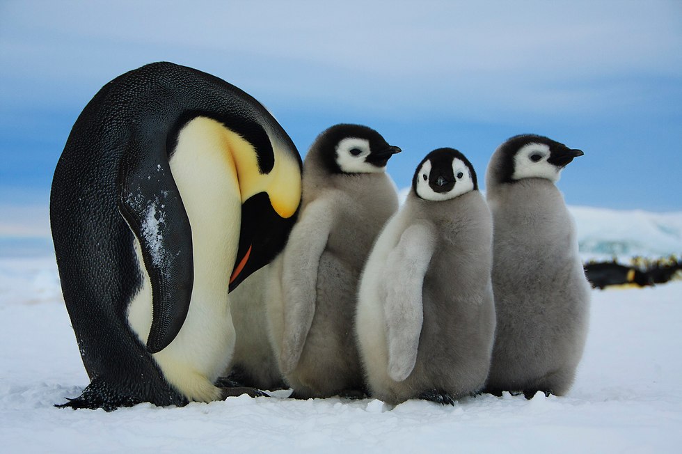 פינגווינים קיסריים באנטרקטיקה (צילום: דפנה בן נון)