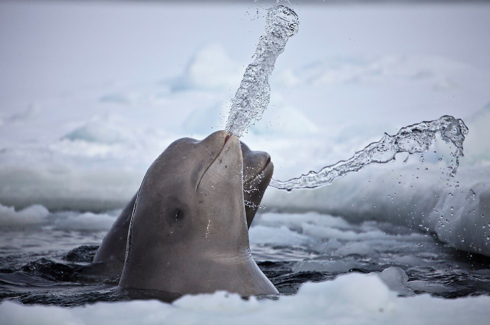 לווייתן בלוגה בקוטב הצפוני (צילום: דפנה בן נון)