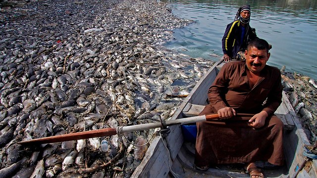 עיראק דגים מתים נהר פרת (צילום: AFP)