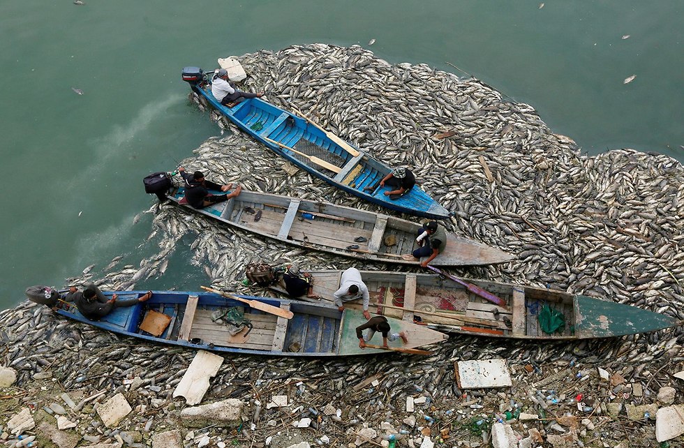 עיראק דגים מתים נהר פרת (צילום: רויטרס)