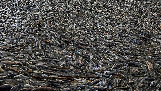 עיראק דגים מתים נהר פרת (צילום: רויטרס)