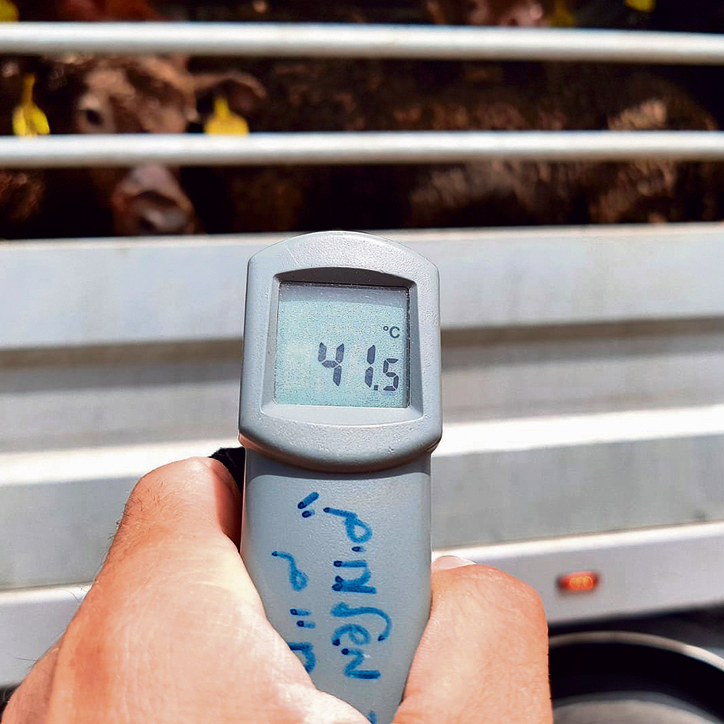 מתים ממכת חום. מד טמפרטורה מיוחד שבודק את חום הגוף של הפרים | צילום: "ישראל נגד משלוחים"