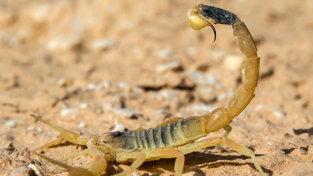 עקרב מסוג עקצן צהוב (צילום: Shutterstock)