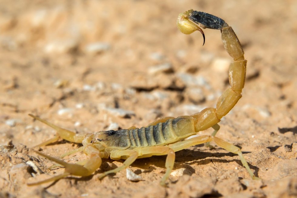 Желтый скорпион. Фото: shutterstock (צילום: Shutterstock)
