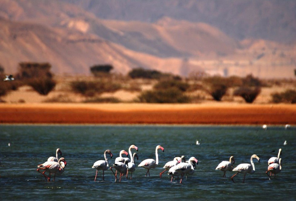 Фламинго на соляных прудах. Фото: "Таярут хевель Эйлат - Элипаз"