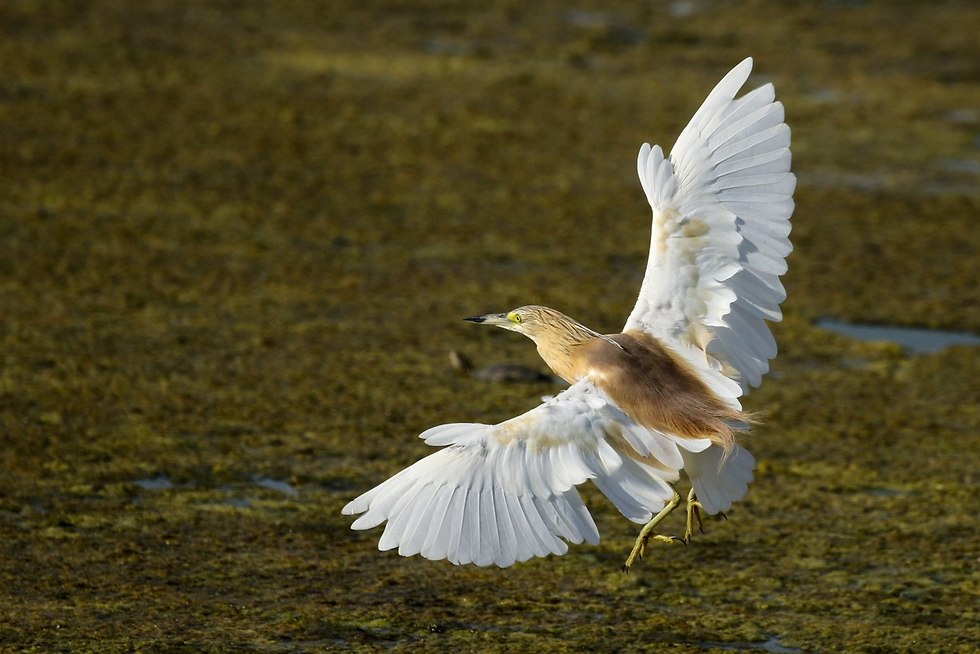Птица на озере Хефер. Фото: Ярон Чарка