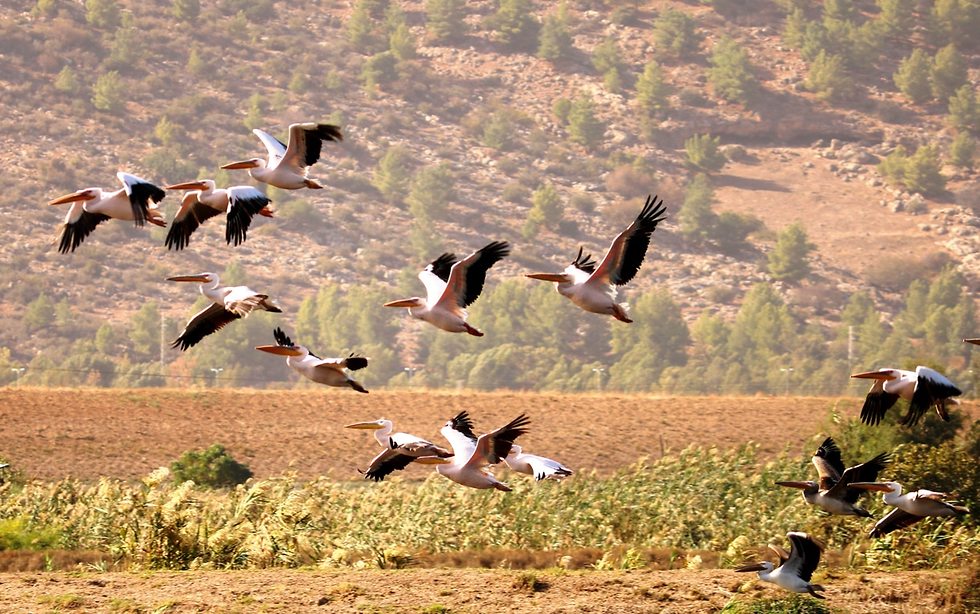 Пеликаны в заповеднике Хула. Фото: Янив Коэн, управление заповедников и парков