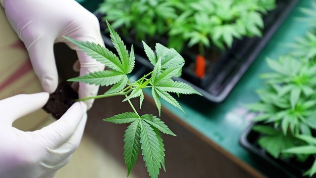 Medical cannabis (Photo: Shutterstock)