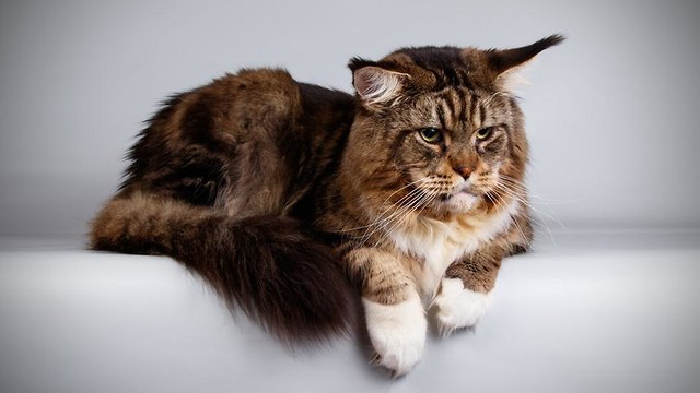 חתול מיין קון (צילום: shutterstock)