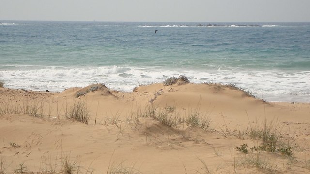 חוף בצת, ארכיון (צילום: דנה גיא, החברה להגנת הטבע)