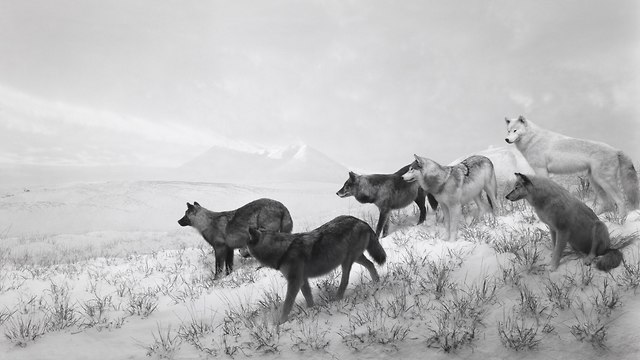 Alaskan Wolves, 1994, gelatin silver print, (צילום: הירושי סוגימוטו)