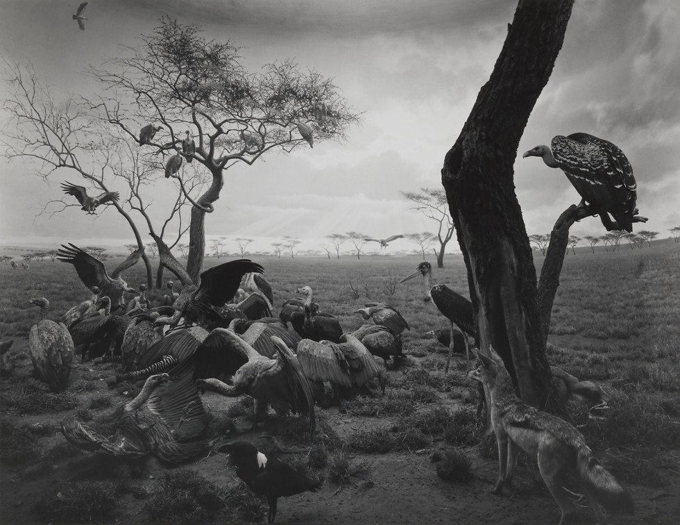 Hyena-Jackal-Vulture, 1976, gelatin silver print, (צילום: הירושי סוגימוטו)