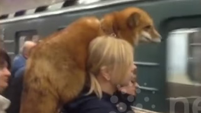 אישה עם שועל ב תחנת רכבת ב מוסקבה רוסיה ()