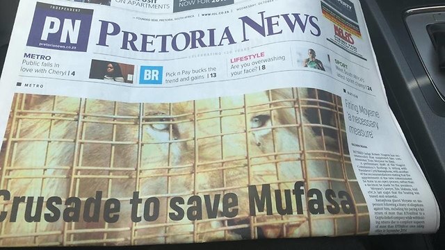 כתבה על האריה הלבן בכותרת הראשית בעיתון בדרום אפריקה ()