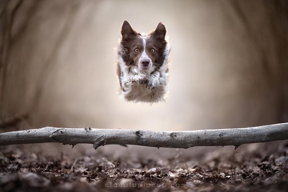 צילומי כלבים של קאלודיו פיקולי (צילום: Claudio Piccoli Photographer)