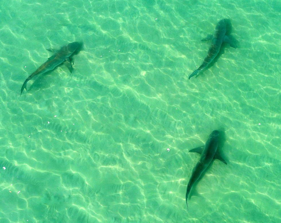 צילום רחפן להקת כרישים בשפך נחל חדרה (צילום: איל יפה )
