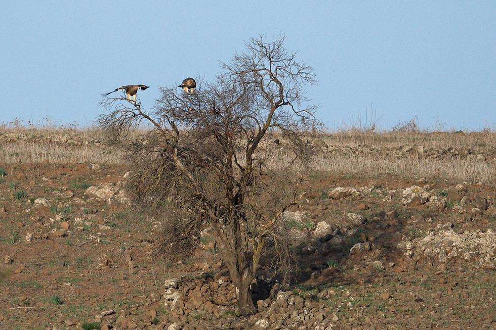 עיטי שמש על עץ ברמת הגולן (צילום: אבי הירשפלד)
