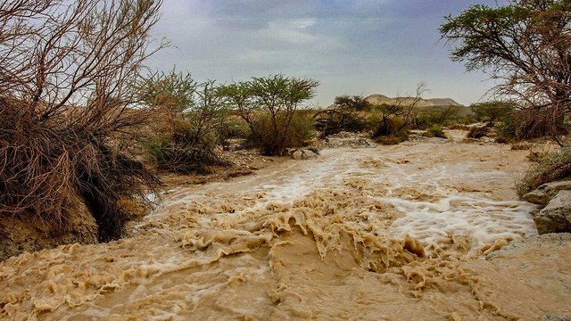 Наводнение в Араве. Фото: Том Лев Эльдар