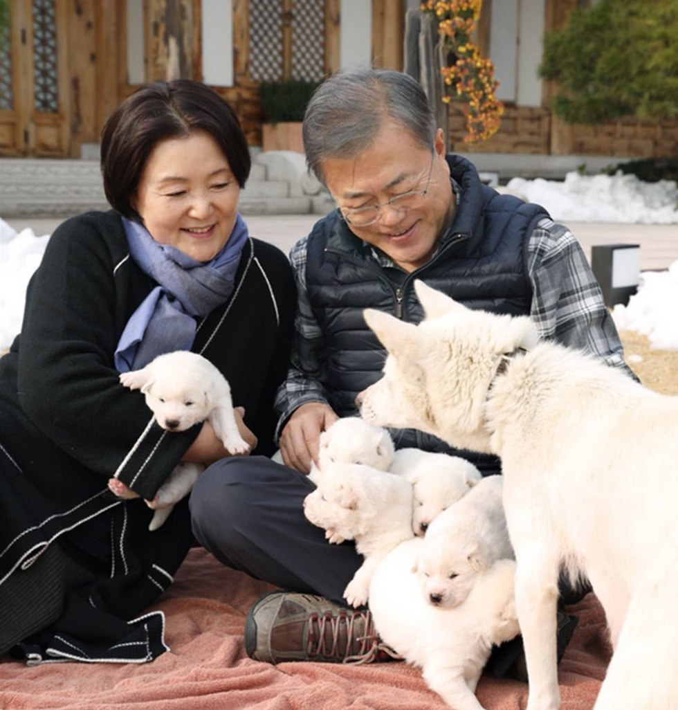 נשיא דרום קוריאה מון ג'יאה אין כלב כלבים גורים מ צפון קוריאה קים ג'ונג און  ()