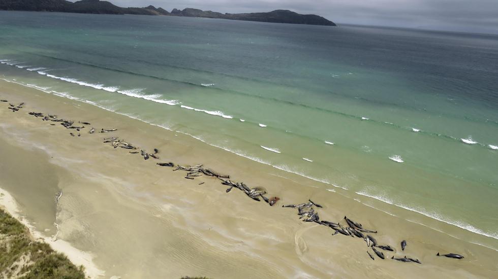 לוויתני נתב בניו זילנד (צילום: Department of Conservation via AP)