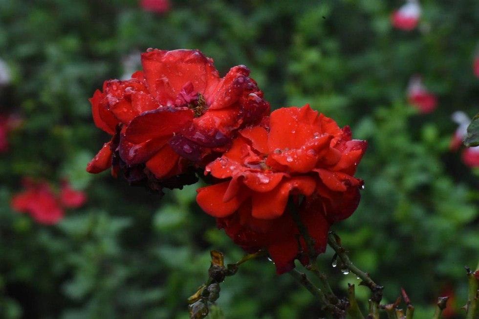 שאריות הגשם על הפרחים בקיבוץ עמיר (צילום: אביהו שפירא)