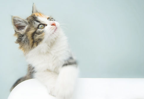 רק חתול אחד הסכים לעשות את המבחן - ורק בשעות הבוקר (צילום: Shutterstock)