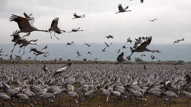 Осенью в долину Хула прилетают 100.000 журавлей. Фото: ЕРА