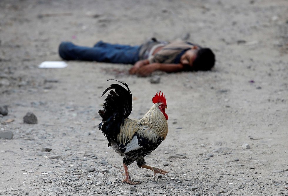 A chicken near the dead body of a gang member in Honduras  (Photo: Reuters)