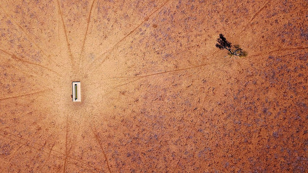 רויטרס תמונות השנה עץ בודד עומד באזור מוכה בצורת בניו סאות' וויילס אוסטרליה יולי (צילום: רויטרס)