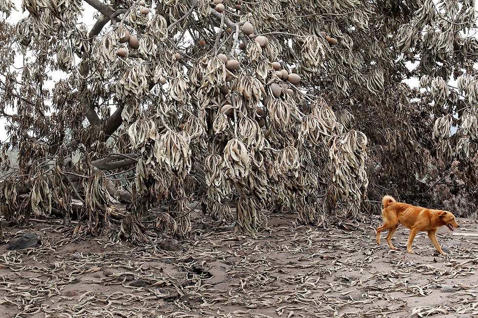 רויטרס תמונות השנה גואטמלה כלב חולף על פני עצים מכוסי אפר התפרצות הר געש פואגו יוני (צילום: רויטרס)