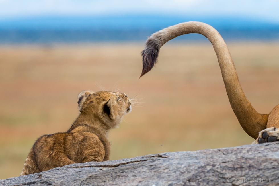גורי אריות באפריקה (צילום: ירון שמיד | Yaron Schmid)
