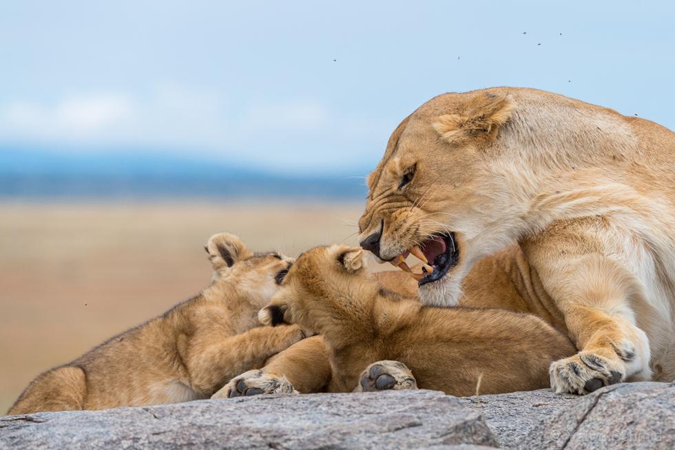 גורי אריות באפריקה (צילום: ירון שמיד | Yaron Schmid)