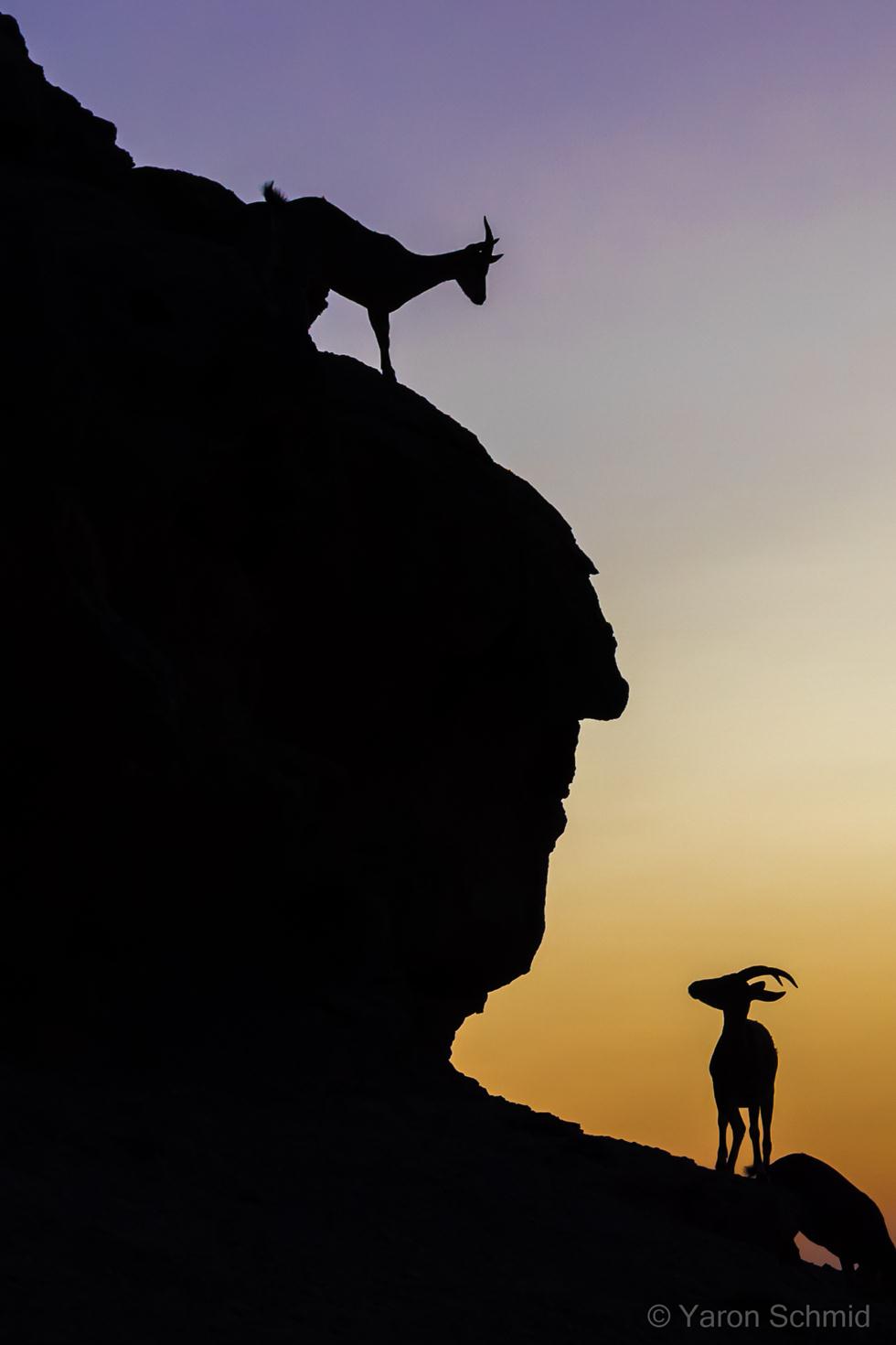 יעלים במצפה רמון (צילום: ירון שמיד | Yaron Schmid)