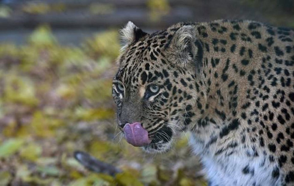 Леопард. Фото: AFP