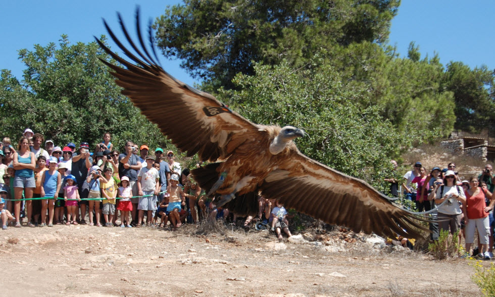 Орел в заповеднике Хай-Бар Кармель. Фото: Бен Розенберг