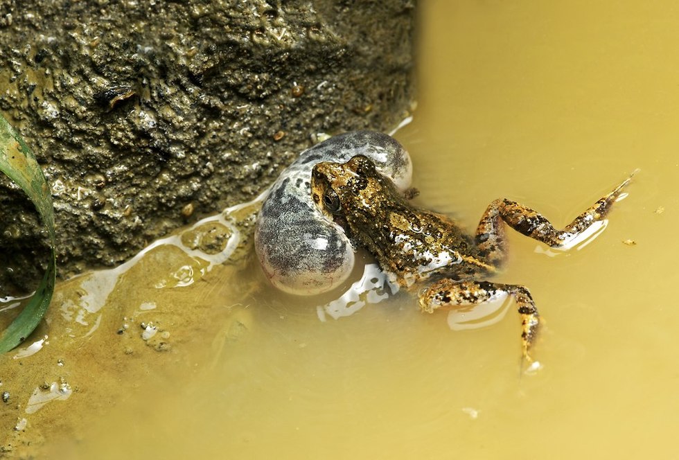  צפרדע הטונגרה (צילום: shutterstock)