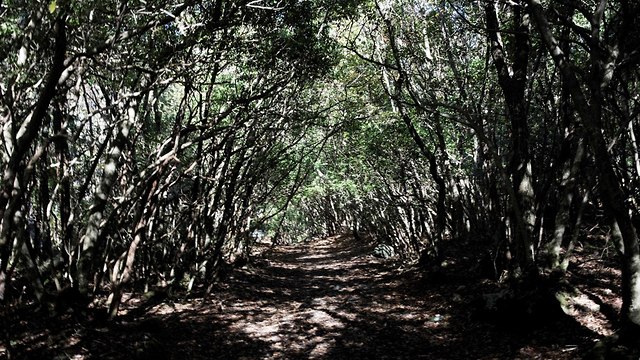 השומר ב יער ההתאבדויות ב יפן (צילום: AFP)