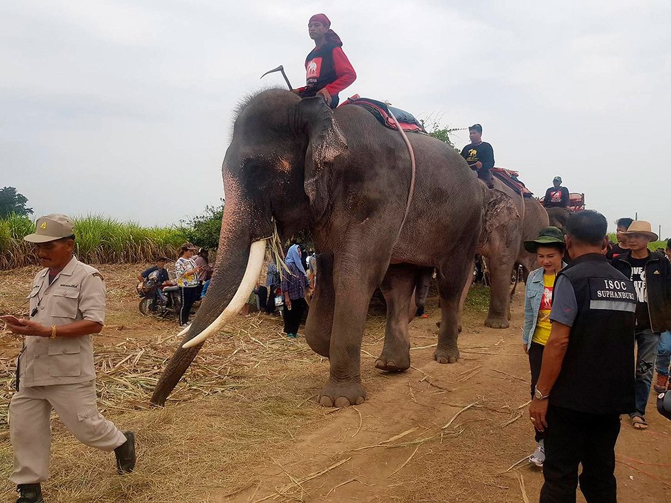 תאילנד פילים מחפשים ילד ש נחטף (צילום: AP)