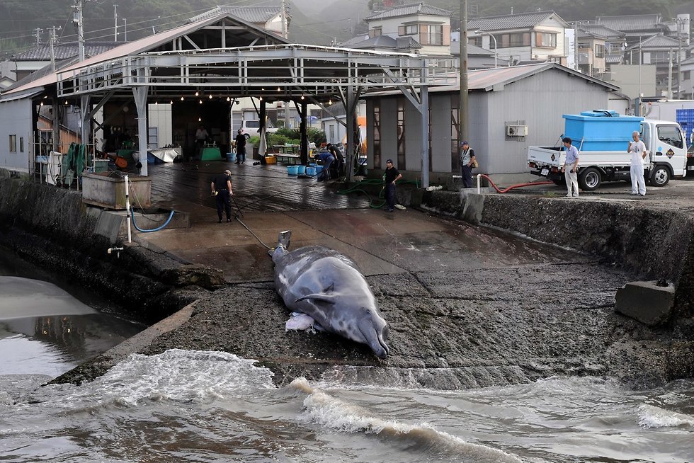 לוויתן יפן תחדש ציד מסחרי של לוויתנים  (צילום: EPA)
